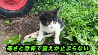 大雨の中、ゴミ箱の下で見捨てられた後ろ足が不自由な子猫を救出【涙の感動物語】