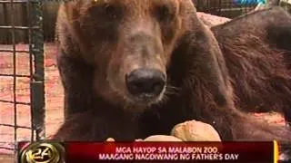 24oras: Mga hayop sa Malabon Zoo, maagang nagdiwang ng Father's day