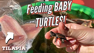 Feeding my BABY TURTLES Tilapia!!