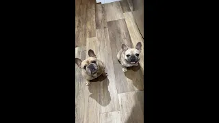 “🐶 Every Time 😂😂” Poetic French Bulldogs in Miami Beach 🏝