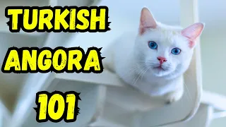 Turkish Angora Facts | Pros And Cons, Everything You Need To Know