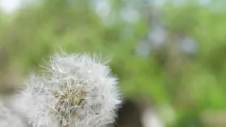 Spring allergies and the rodeo