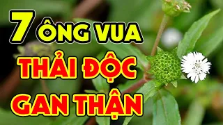 DANH Y Chia Sẻ 10 Cây Thuốc Nam Là VUA GIẢI ĐỘC Gan, BỔ THẬN Cực Tốt Bạn Nên Thử Ngay