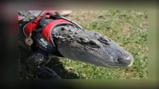 Emotional support alligator from Pennsylvania up for 'America's Favorite Pet'