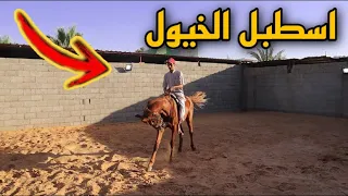 ركبت الخيل ب الاسطبل الخيول