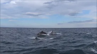 Black Sea bottlenose dolphins, Tursiops truncatus ponticus