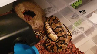 Mojave and Pastel female Ball Pythons chow time WARNING LIVE FEEDS