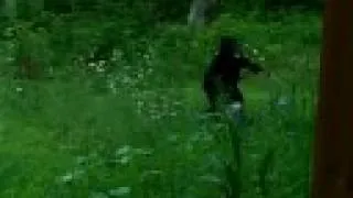 BIGFOOTS CAPTURED ON VIDEO TAPE