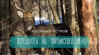 Лосиный остров. Фотоохота на пятнистого оленя.