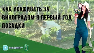 Как ухаживать за виноградом в первый год посадки