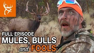 MULES, BULLS, and FOOLS | Buck Commander | Full Episode