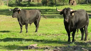 Do Campo à Praça - Ganadaria Palha