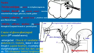 75 glossopharyngeal nerve