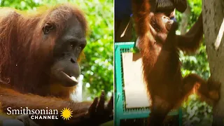 Are These Two Orangutans Ready for the Wild? 🦧 Orangutan Jungle School | Smithsonian Channel