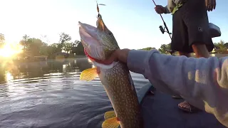 Northern Pike Catch Clean Cook🔥