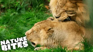 Lion Love Triangle Takes Dangerous Turn | The Secret Life of the Zoo | Nature Bites