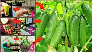 3 Unique & Best Methods To Grow Cucumber 🥒🌱Plants At Home| How to grow cucumber |100% Success|Garden