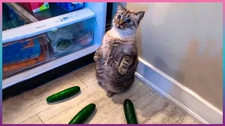 ПОПРОБУЙ НЕ ЗАСМЕЯТЬСЯ! / ПРИКОЛЫ С ЖИВОТНЫМИ ДО СЛЕЗ! / Funny Animals / Самые смешные животные #7