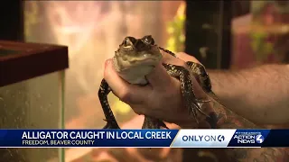 Alligator captured safely in Beaver County creek