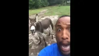 Donkey joins in man's rendition of The Lion King's 'Circle of Life'