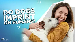 Do Dogs Imprint On Humans?