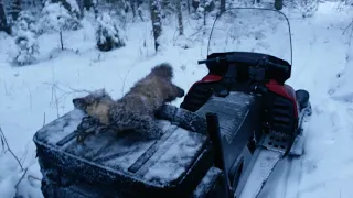 Проверка капканов на куницу! Есть результат!