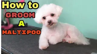 How to Groom a Maltipoo