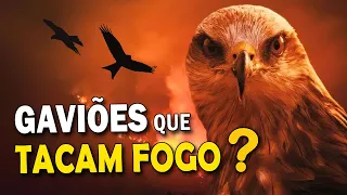 GAVIÕES que ATEIAM FOGO À MATA PARA CAÇAR? Ornitólogo Responde!