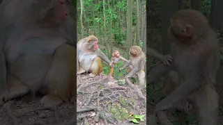 Baby monkey are protected by mother monkeys