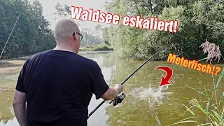 Diesen Fisch habe ich noch nie gefangen! Neuer Meterfisch im Waldsee?