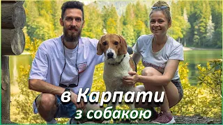 Як подорожувати з собакою? 🐶⛰️ Карпати 2023 || Куди поїхати з собакою в Карпатах 🧭