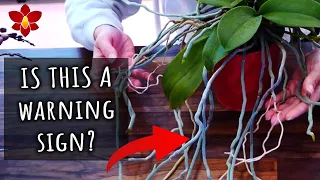 Lots of roots on your Phalaenopsis Orchid are a bad sign?? 🤔  Myth or Truth #16