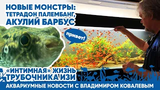 💚 Аквариумные новости с Владимиром Ковалевым (13.01.2024). Новые монстры и старые друзья!