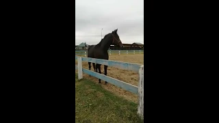 Кобыла американская рысистая. Красавица Арабеска.