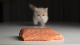 Raw Meat | Cat ASMR | Raw feeding Kitten with Salmon Fish and suckling mouse | Zhuazidianxia