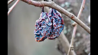 Мацерат из чернослива. Вкуснейшая ароматная водка. Wein Reform.