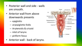 PHARYNX  - Anatomy