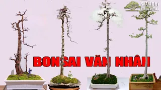 24 tác phẩm Bonsai dáng Văn Nhân tham khảo || 24 bonsai works of Literati bonsai style