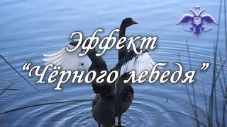 Эффект "Чёрного лебедя"