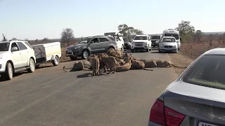 Pride Of Lions Block Road While Eating Hunt