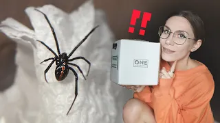 Chaotic SPIDER UNBOXING!. BOLTY Wolf Spiders, NEW Black Widow - One Love Tarantulas first impression