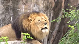 Michael the Lion at Sedgwick Zoo