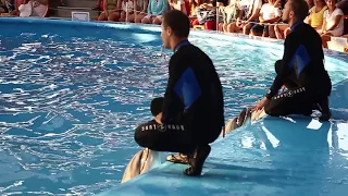 Шоу дельфинов, Сочи парк 2017
