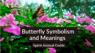 Butterfly Symbolism and Meanings Spirit Animal Guide