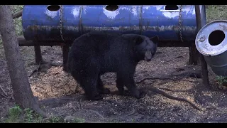 BEST OF | Quality Record Book Bear Shot Footage (Manitoba) 2023