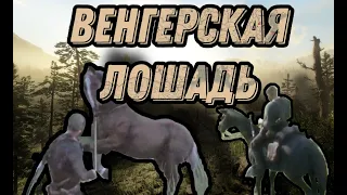 Ловлю дикую венгерскую лошадь/Red dead redemption 2