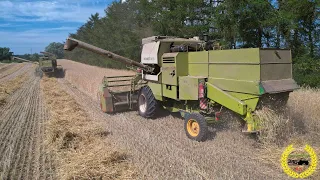 2 Fortschritt E514 Mähdrescher bei der BIO Roggen Ernte