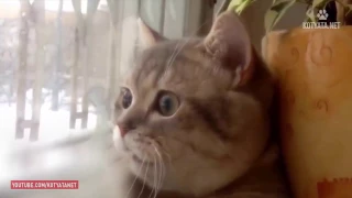 😺 ПРИКОЛЫ С КОШКАМИ И КОТЯТАМИ/FUNNY CATS AND KITTENS HD 2017 #22