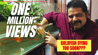 World's Most Popular Fish | How To Stop Goldfish from Dying too soon | How To Care For A Goldfish