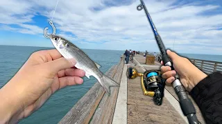 Fishing a LIVE BAITFISH off the Pier and Caught THIS! (Catch and Cook)